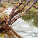 Pleasant River Birches