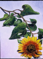 Sunflower (Exhausted)